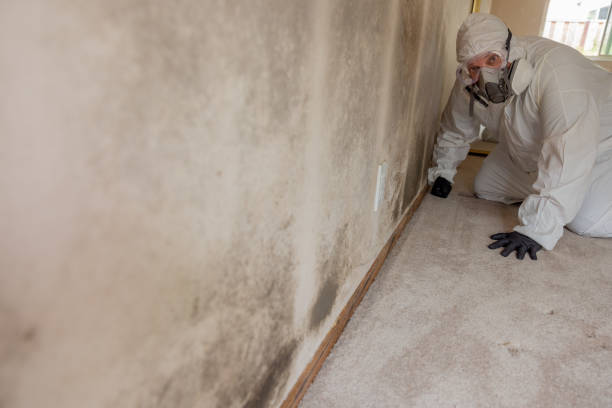 Best Mold Damage Restoration  in Westfield, WI